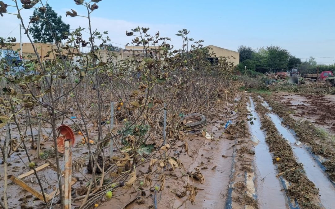 Dos años de la DANA: colectivos y organizaciones valencianas lanzan el manifiesto «De la reconstrucción de hormigón a la justicia social, ambiental y agroecológica»