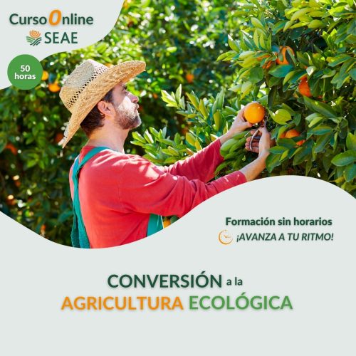 seae-formacion-curso-autoestudio-conversion