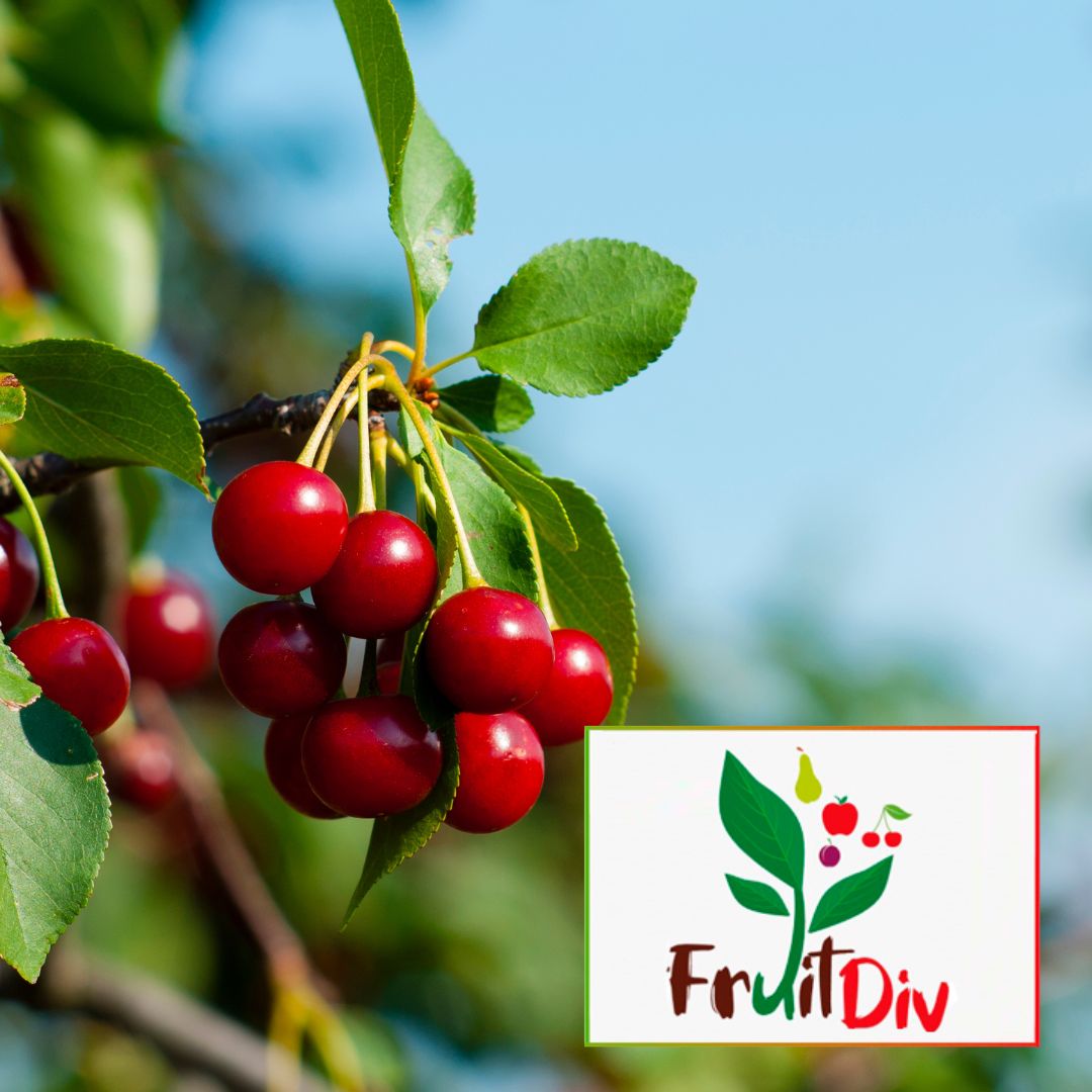 FruitDiv