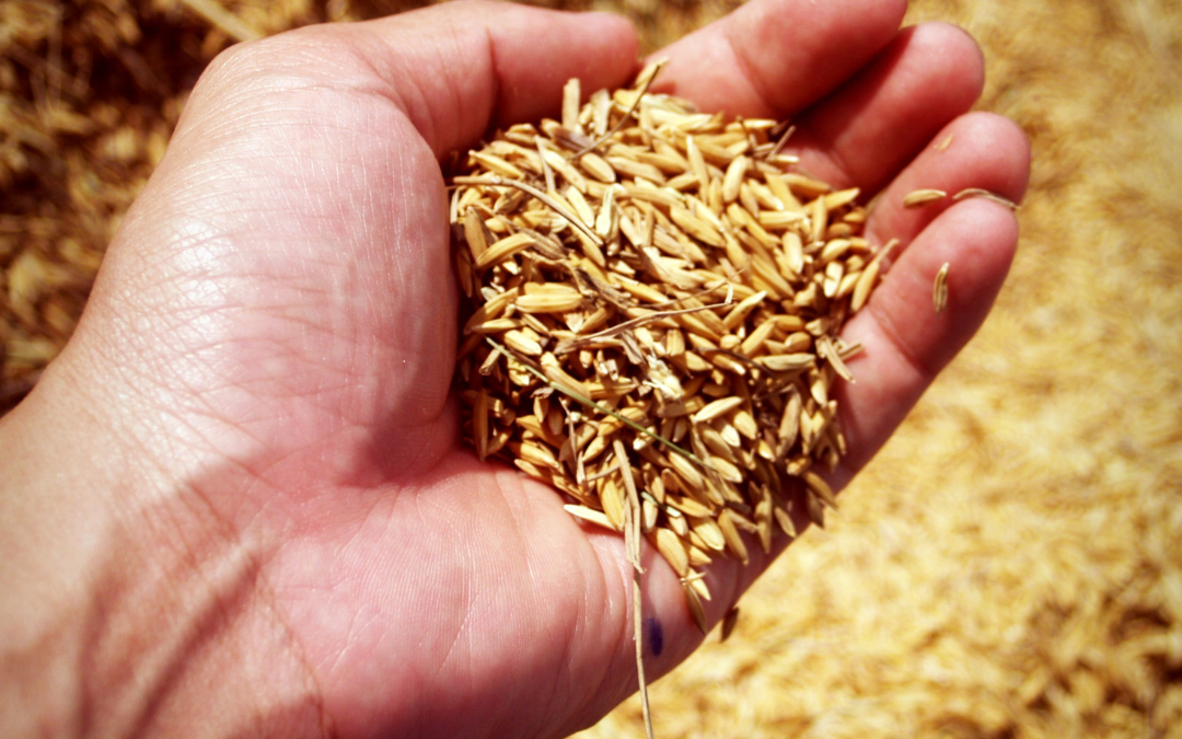 Agricultores convencionales y ecológicos de Alemania, en coalición para pedir el fin de las patentes sobre semillas