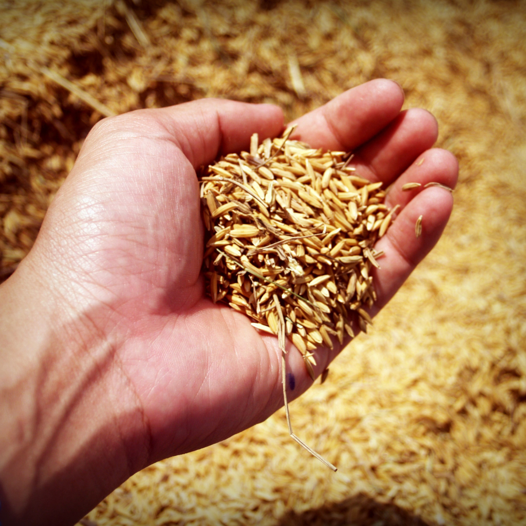 Agricultores convencionales y ecológicos de Alemania, en coalición para pedir el fin de las patentes sobre semillas