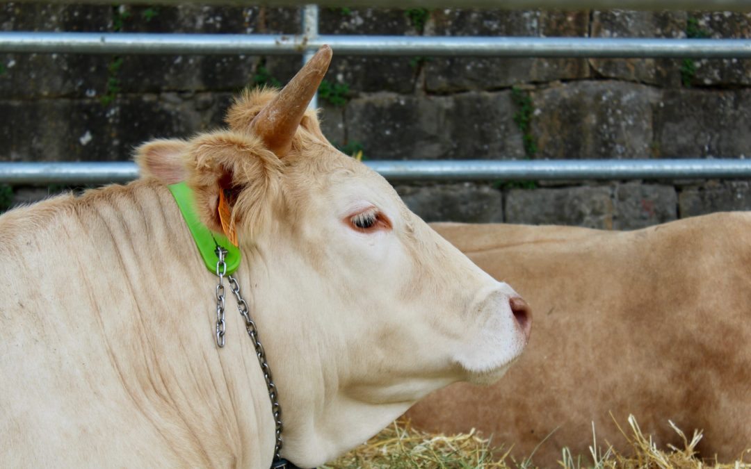 Agroecología, alimentación ecológica y razas autóctonas entre las protagonistas de la Expoferia de Sobrarbe en Aínsa