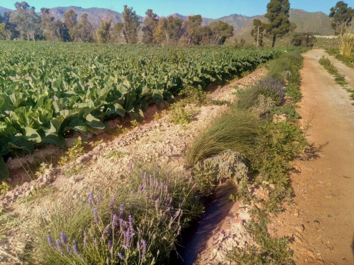 Jornada “Integración de setos multifuncionales en sistemas agroecológicos” – CultivEco