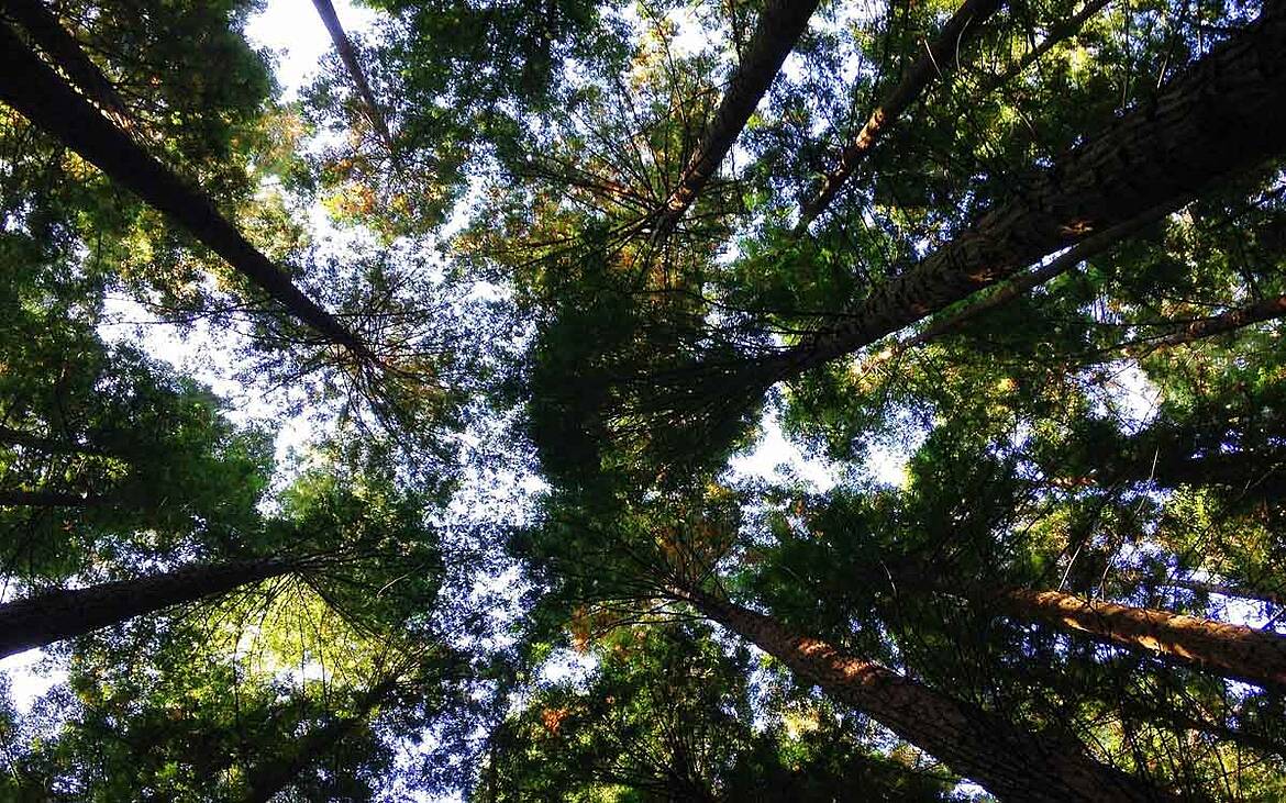 SEAE se une al llamamiento para defender una Ley Europea contra la Deforestación ambiciosa y efectiva