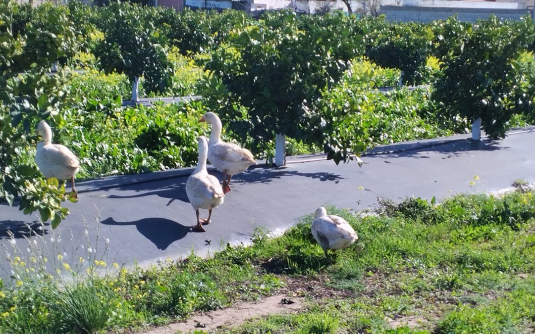 CultivEco suma más de 286 hectáreas en su red de fincas para impulsar la transición agroecológica en el Mar Menor