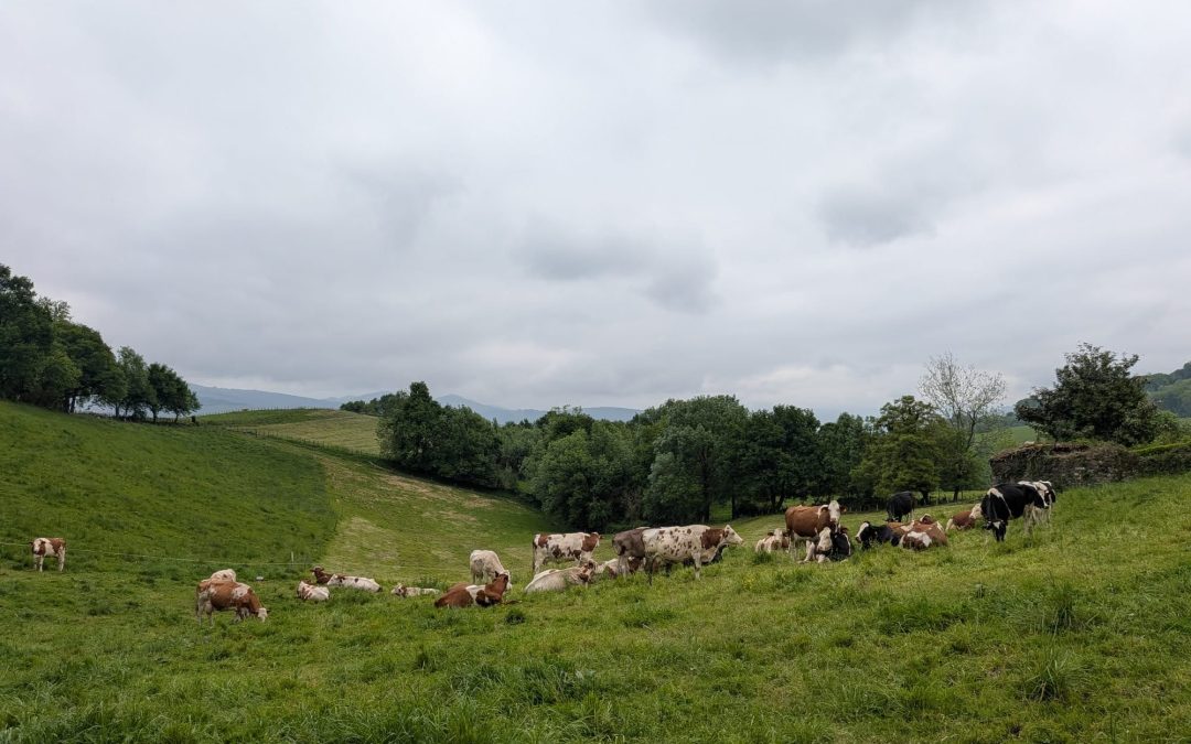 Un nuevo informe del IEGD-CSIC señala que las fincas ecológicas y agroecológicas son las más resilientes, pero la PAC sigue premiando a las grandes industriales
